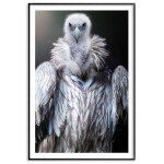 Vulture - Black and white poster