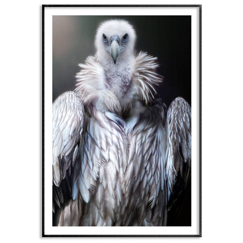 Vulture - Black and white poster