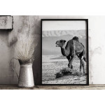 Camel in Egypt - Simple poster