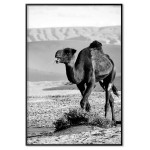 Camel in Egypt - Simple poster