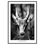 Antelope portrait - Black and white poster