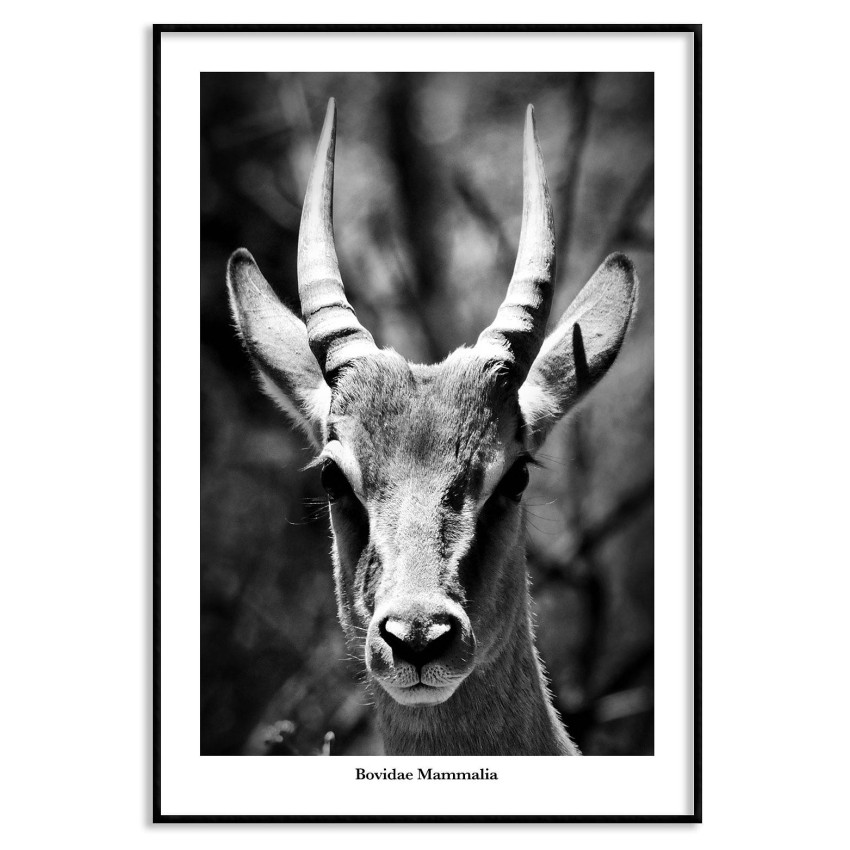 Antelope portrait - Black and white poster
