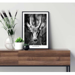 Antelope portrait - Black and white poster