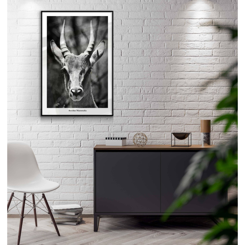 Antelope portrait - Black and white poster