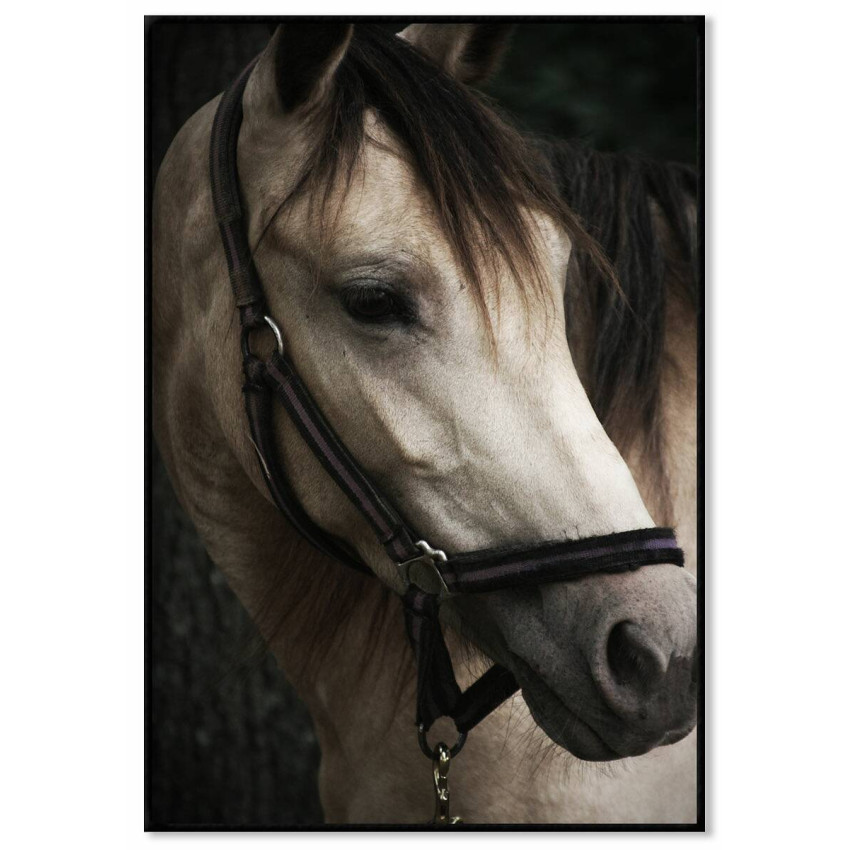 Horse portrait - Animal poster