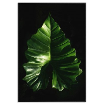 Caladium blad - Botanisk växt poster
