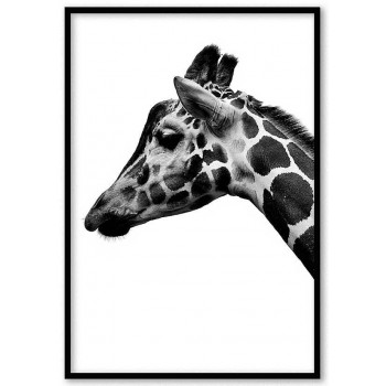 Giraffe portrait - Black and white poster