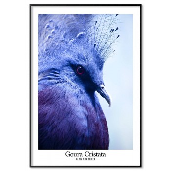 Blue crowned pigeon - Animals poster