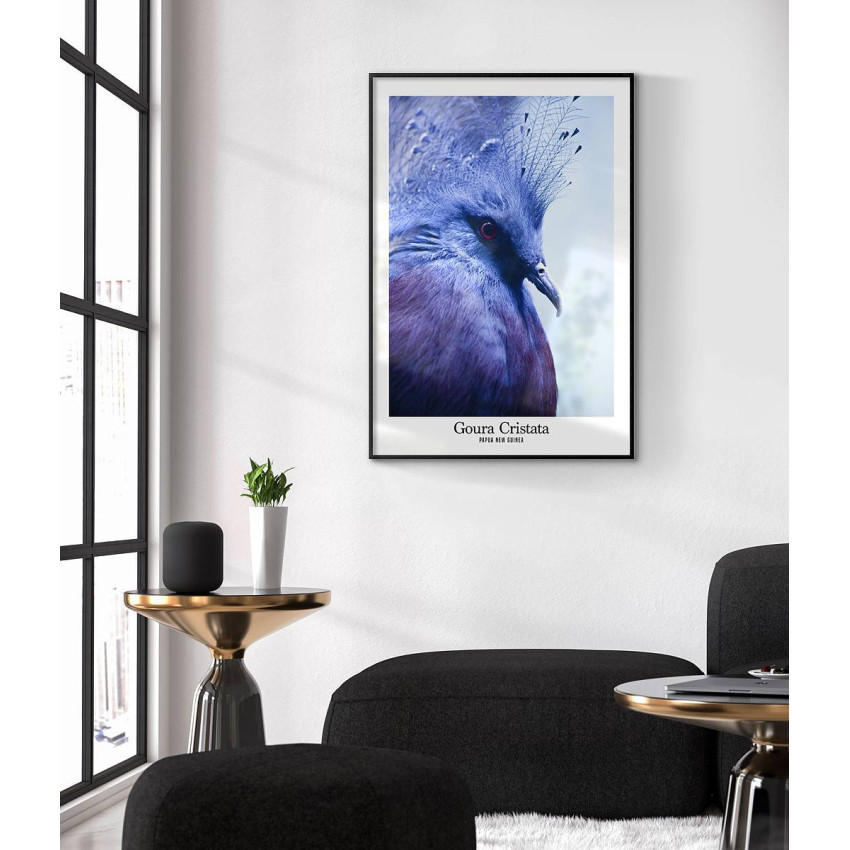 Blue crowned pigeon - Animals poster