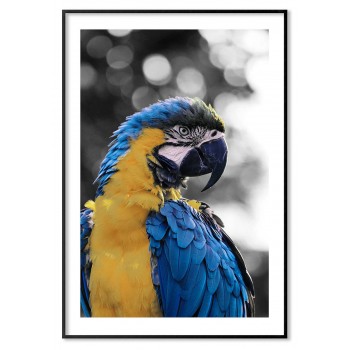Färgglad papegoja - Djurposter