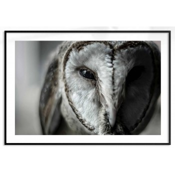 Owl portrait - Animals poster