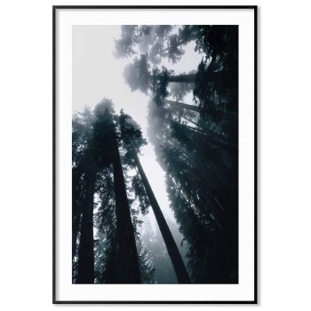 Redwood forest - Simple nature poster