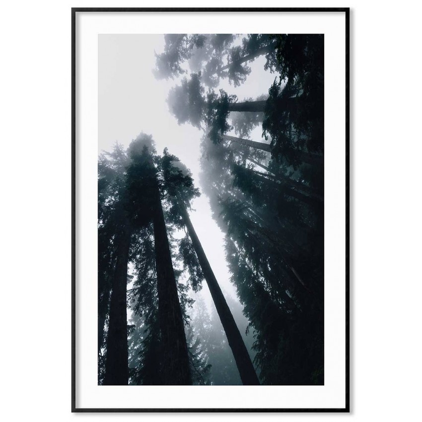 Redwood träd - Natur poster