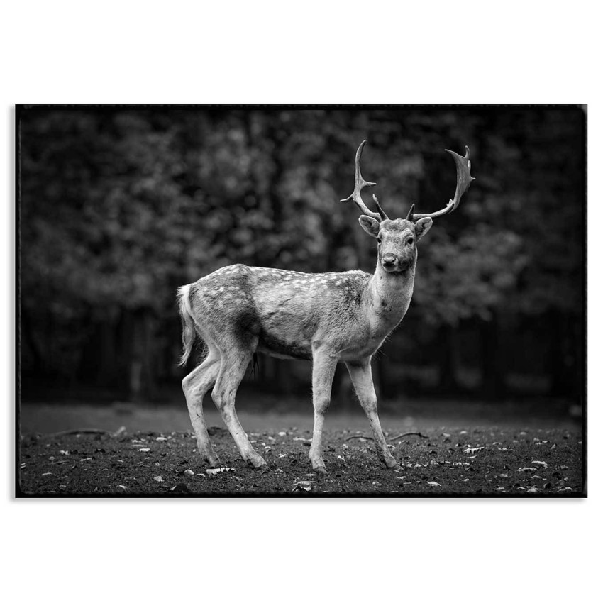 Deer portrait - Animal poster