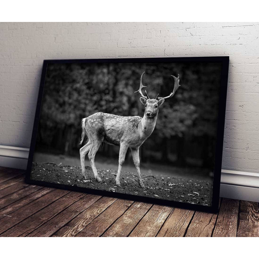 Deer portrait - Animal poster