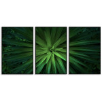 Green plant - Three piece poster