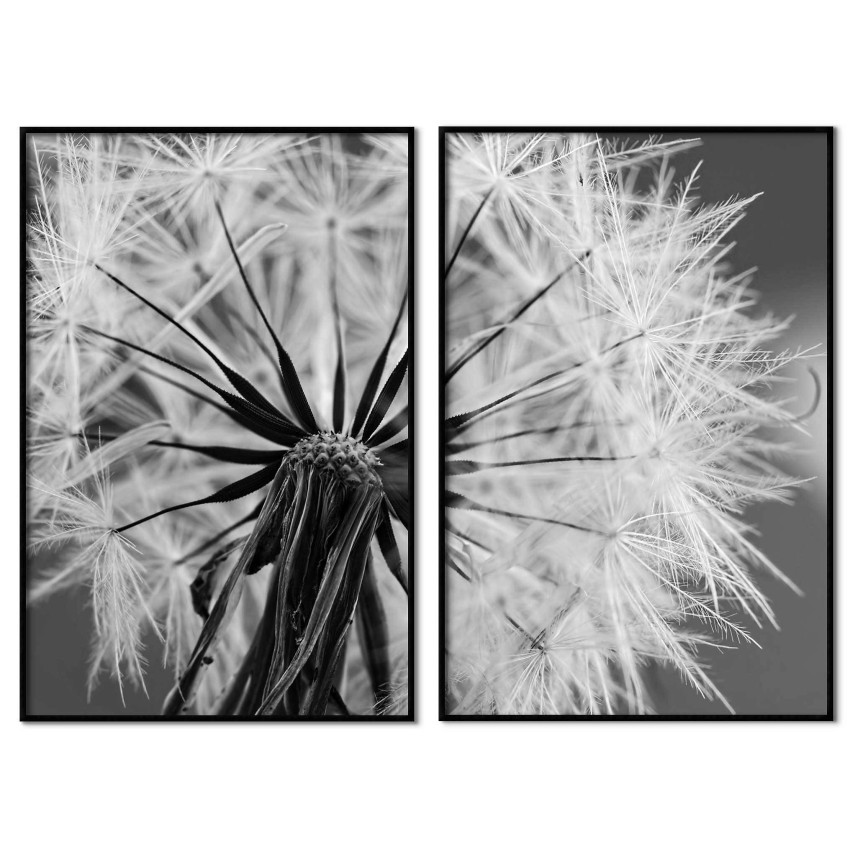 Dandelion - Poster in two pieces