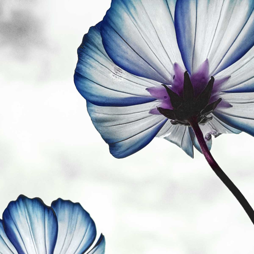 Blue flowers - Simple poster