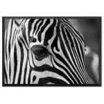 Zebra Close Up - Black and White Poster