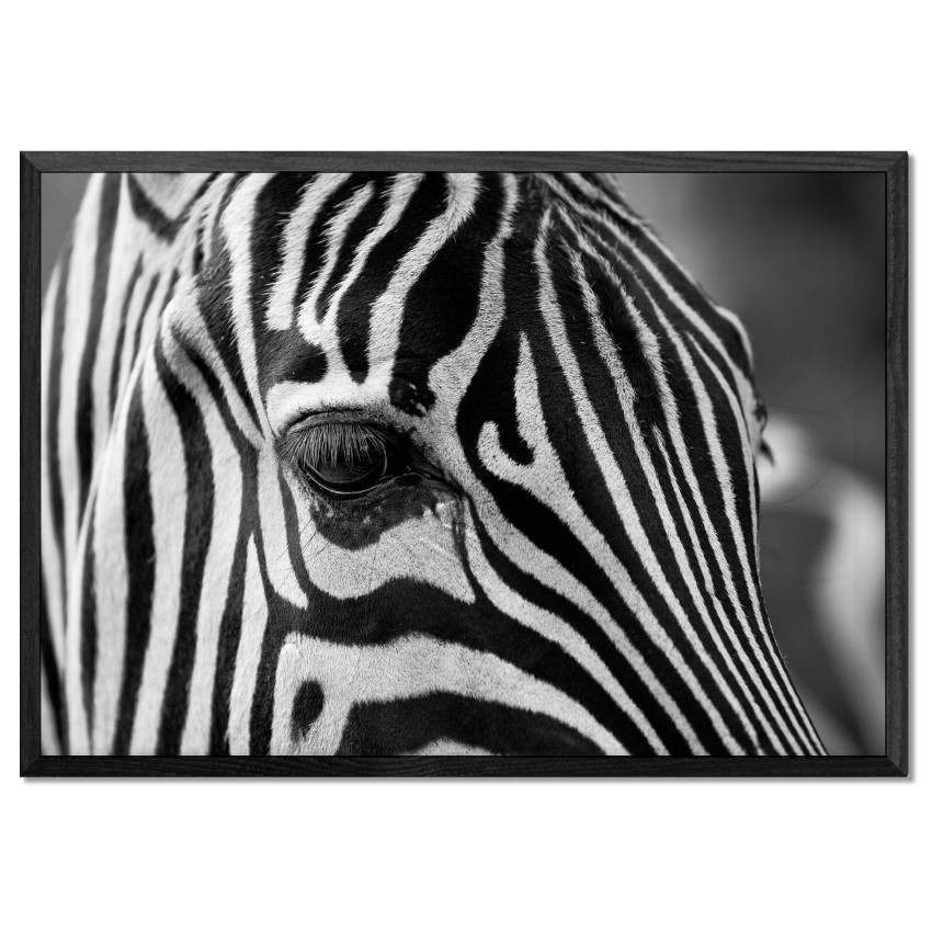 Zebra Close Up - Black and White Poster
