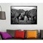 Zebra Close Up - Black and White Poster