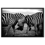 Zebra Close Up - Black and White Poster