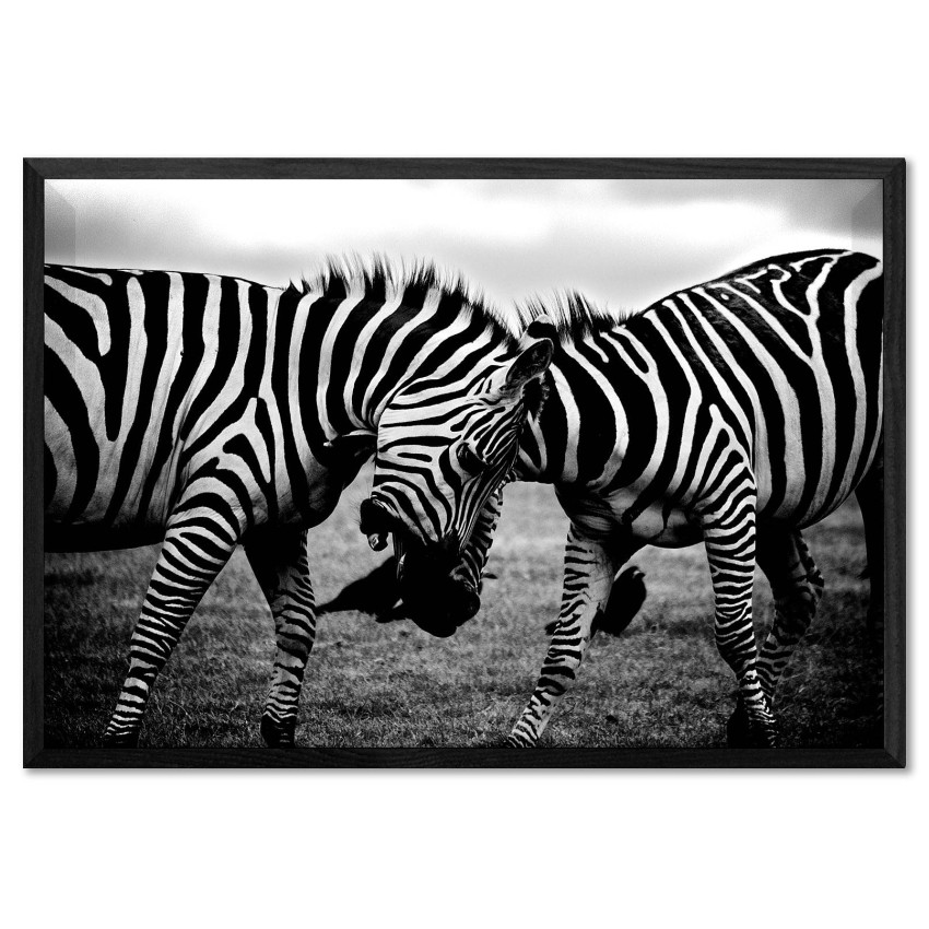 Zebra Close Up - Black and White Poster