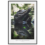 Alligator's profile - Green poster