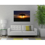 Afrikanskt Akacia Tr&auml;d - Poster & Fotografi