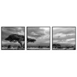 African Nature - Black and White Three Piece Poster