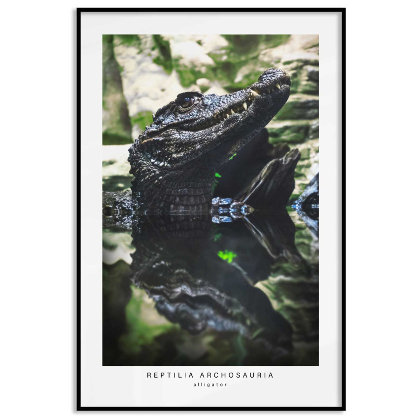 Alligator's profile - Green poster