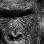 Arg Gorilla med Röda Ögon - Svartvit Tavla