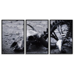 Animal Skeleton - Poster in Three Pieces