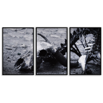 Animal Skeleton - Poster in Three Pieces