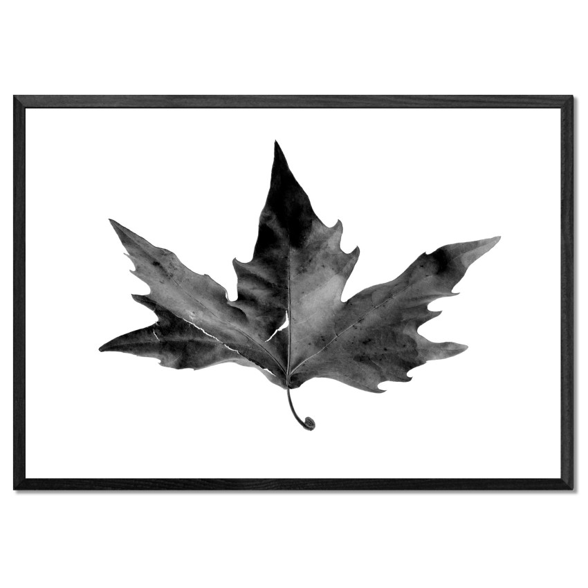 Autumn Leaf - Black and White Poster