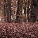 Höst,  löv och Skog - Stor 4-delad Poster