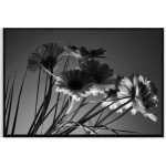 Beautiful Flowers - Black and White Poster