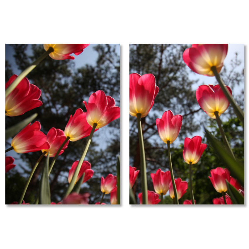 Beautiful Pink Tulips - Big Poster in Two Pieces