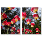Beautiful Pink Tulips - Big Poster in Two Pieces