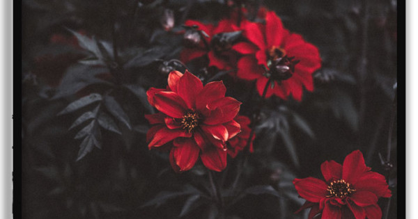 Vackra Röda Blommor - Svartvit Botanisk Poster