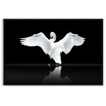 Beautiful Swan - Poster