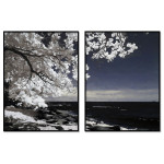 Beautiful Tree by the Beach - Two Piece Poster