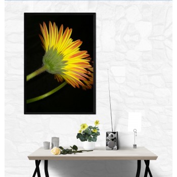 Vacker gul blomma  med svart bakgrund - Poster