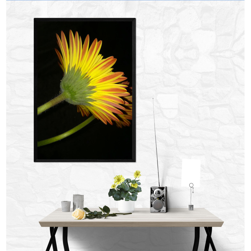 Beautiful Yellow Flower and Black Background - Poster