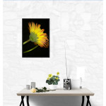Beautiful Yellow Flower and Black Background - Poster