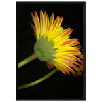 Beautiful Yellow Flower and Black Background - Poster