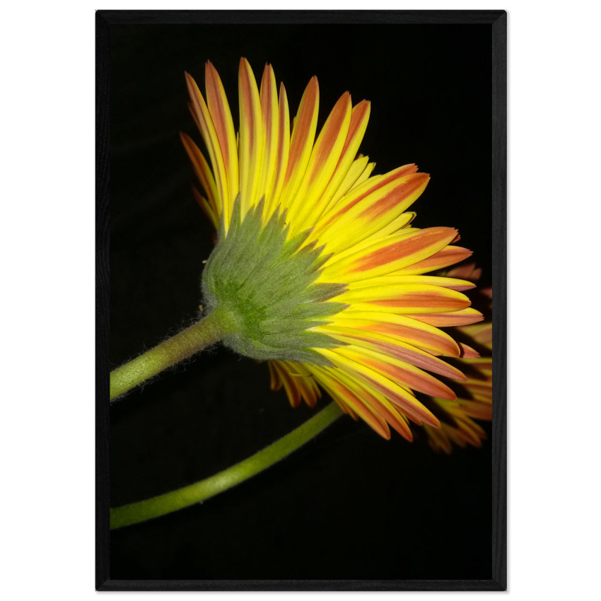 Beautiful Yellow Flower and Black Background - Poster