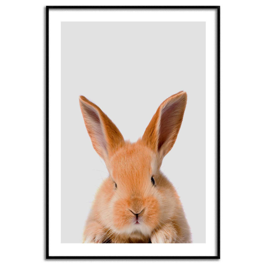 Cute rabbit poster 50x70cm