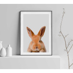Cute rabbit poster 50x70cm