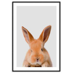 Cute rabbit poster 50x70cm